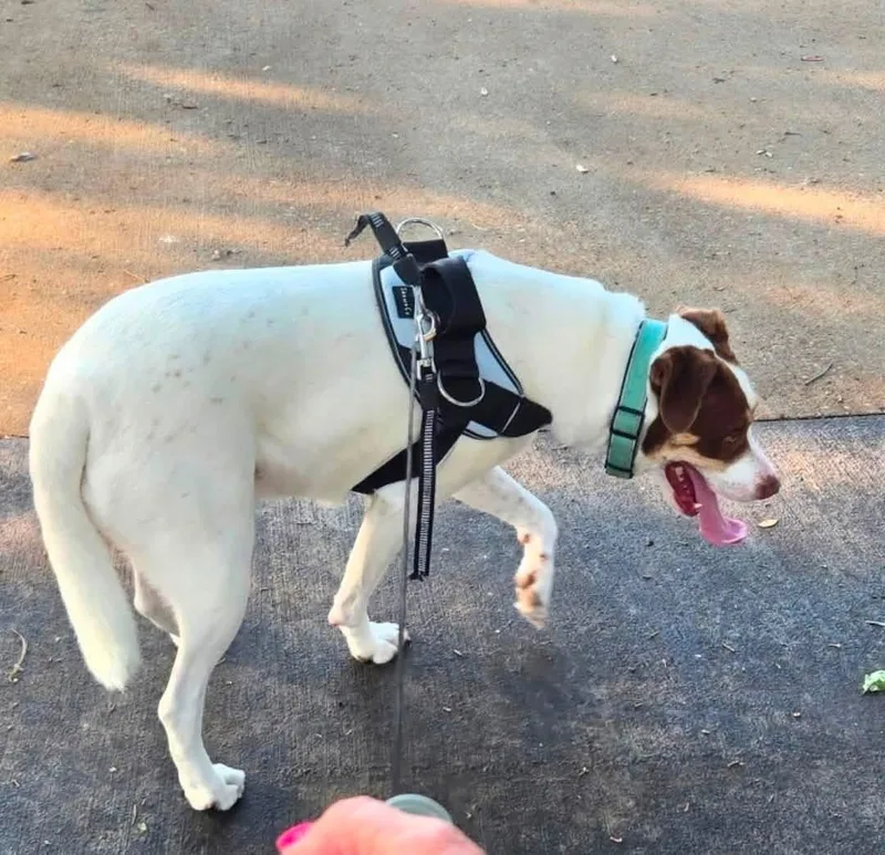 A young medium-sized female Labrador Retriever dog named Birdie for adoption in Keller, TX