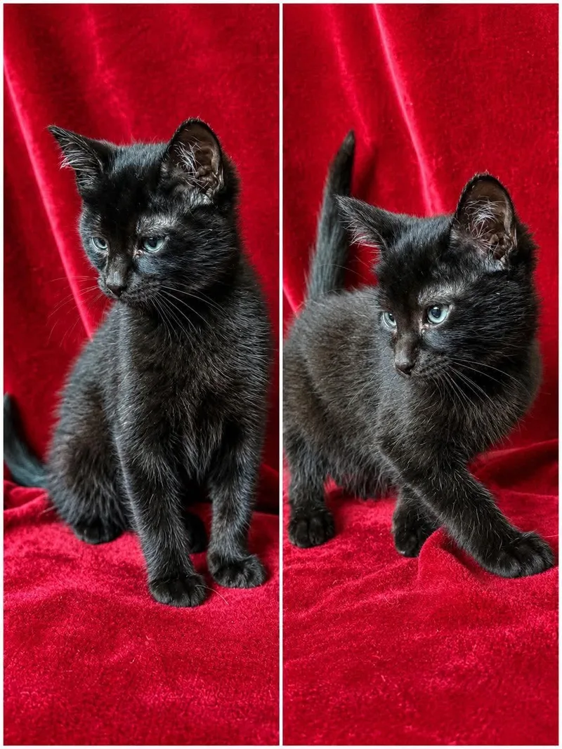 A baby medium-sized male Black Domestic Short Hair cat named Benny for adoption in Aberdeen, NC