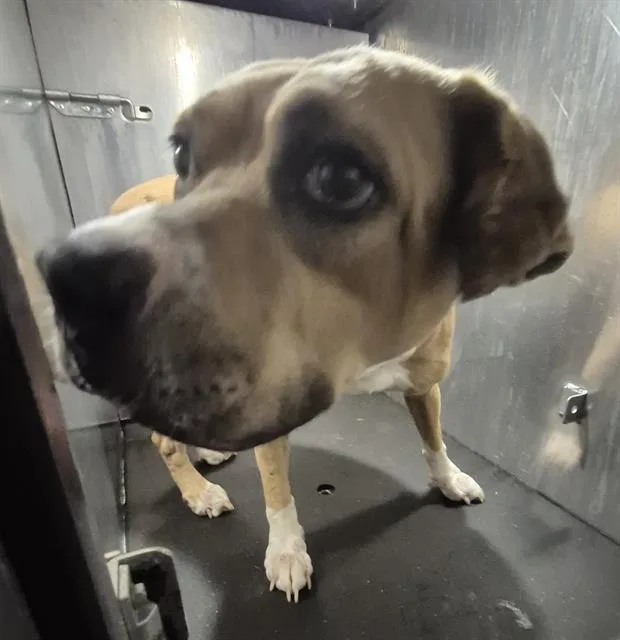 An adult medium-sized female American Staffordshire Terrier dog named Lane for adoption in San Antonio, TX
