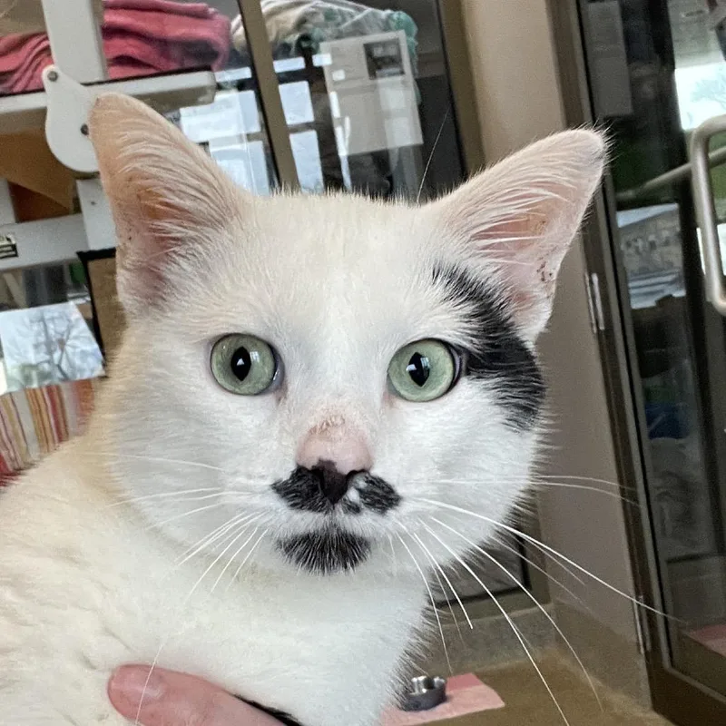 An adult medium-sized male White Domestic Short Hair cat named Snorlax for adoption in Chicago, IL