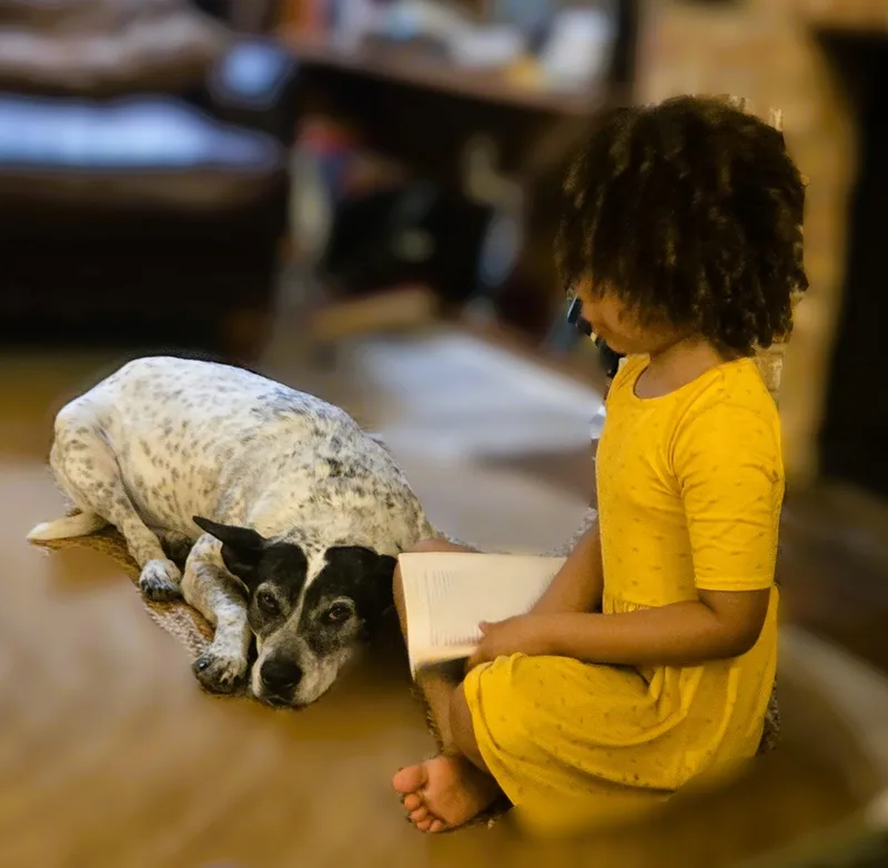 A senior large-sized female White / Cream Australian Cattle Dog / Blue Heeler dog named Zooka for adoption in Austin, TX