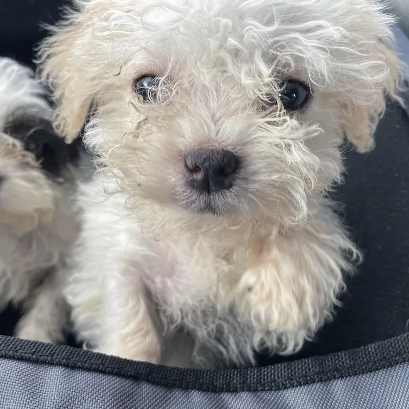 Stanley