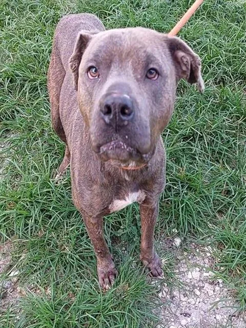 An adult large-sized female American Staffordshire Terrier dog named Celeste for adoption in Fort Lauderdale, FL
