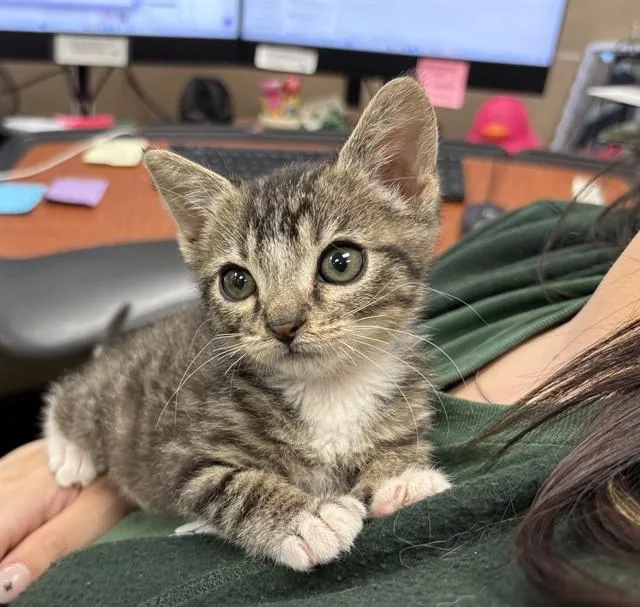 A baby small-sized male Domestic Short Hair cat named Pepe for adoption in Thousand Palms, CA