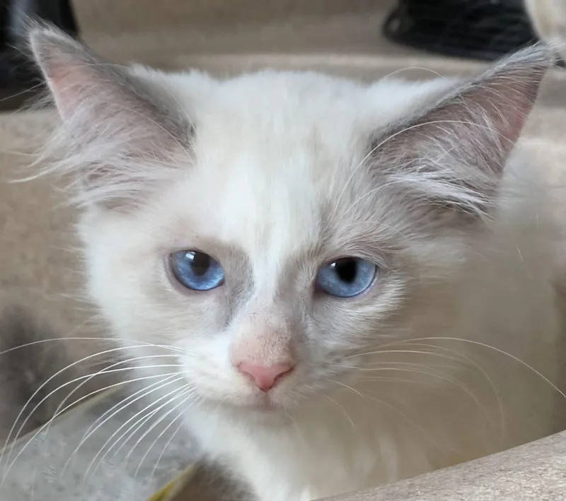 A baby medium-sized female Blue Point Ragdoll cat named Chablis for adoption in Mansfield, OH