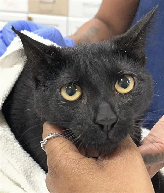 A young small-sized female Domestic Short Hair cat named Sidney for adoption in Upper Marlboro, MD