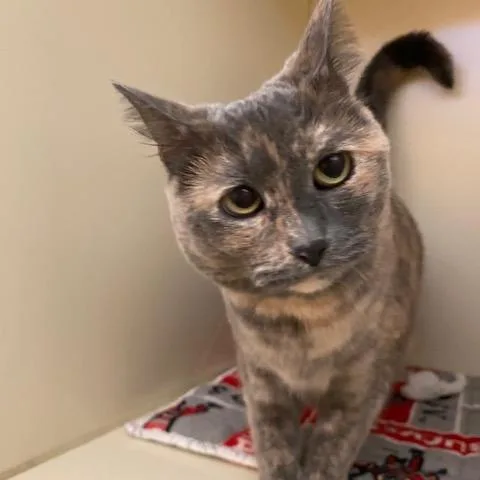 An adult large-sized female Gray / Blue / Silver Domestic Short Hair cat named Angel for adoption in Dayton, OH