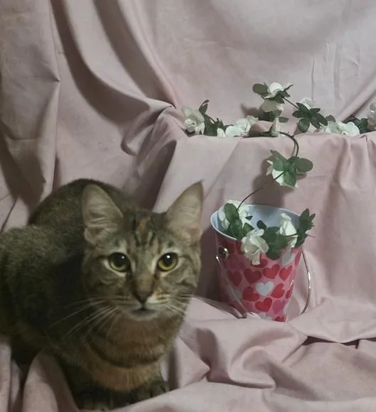 An adult small-sized female Domestic Short Hair cat named Shishi for adoption in Elyria, OH