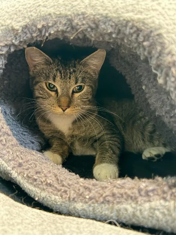 An adult medium-sized female Brown / Chocolate Domestic Short Hair cat named Blue Skies for adoption in Fort Collins, CO