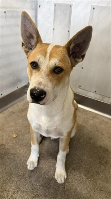 A young large-sized male Carolina Dog dog named Fox for adoption in San Bernardino, CA