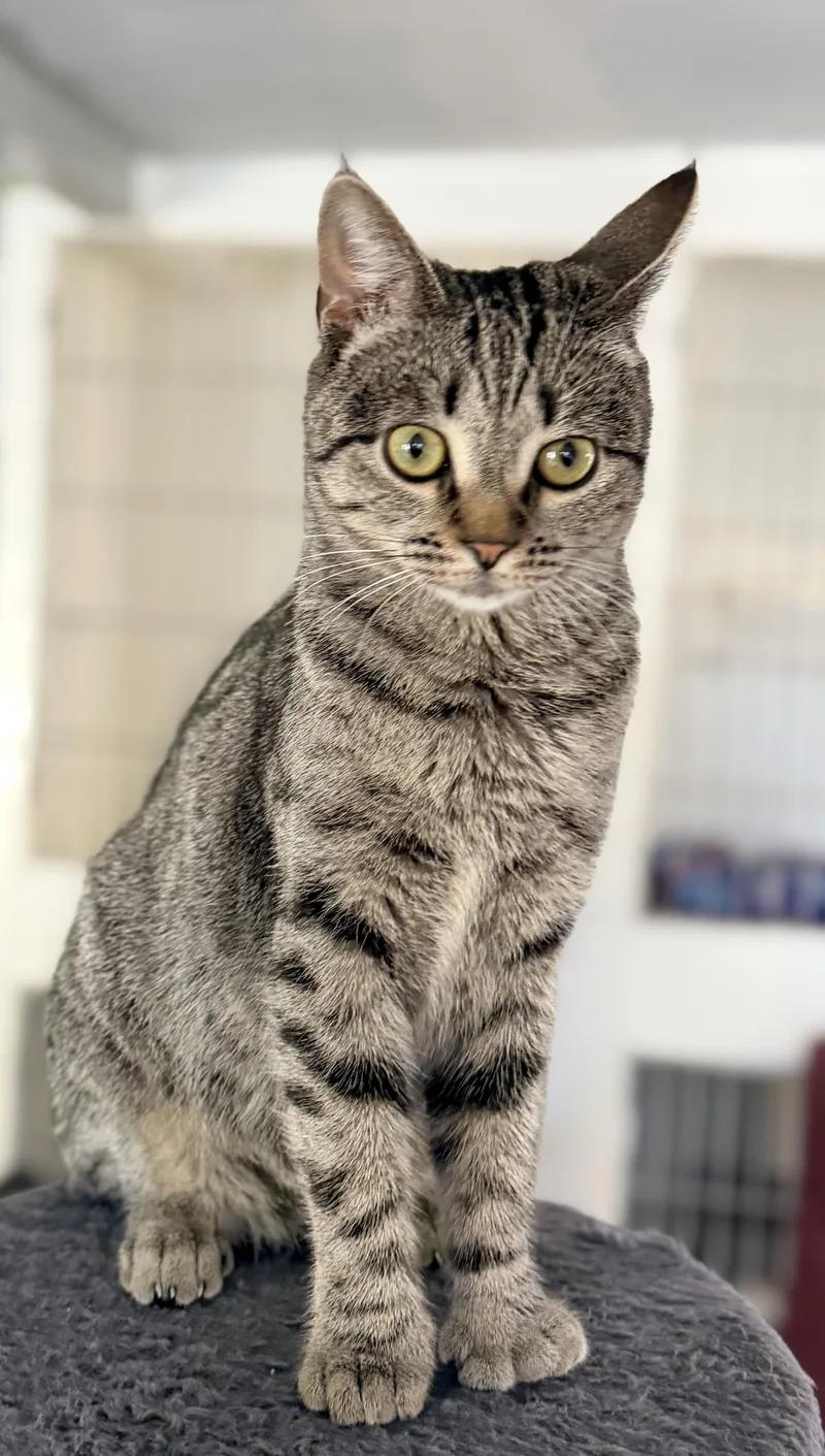 A young medium-sized female Tabby (Brown / Chocolate) Domestic Short Hair cat named Polly for adoption in Rowland Heights, CA