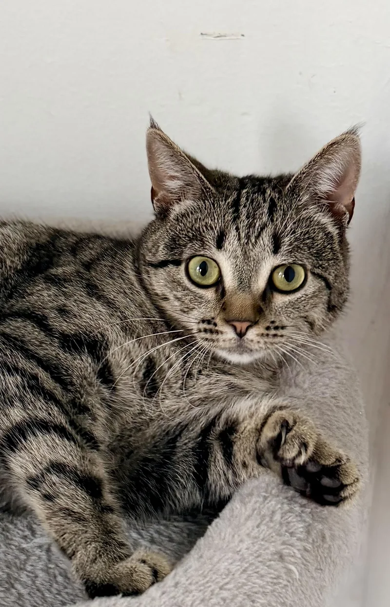 Polly thumbnail 4