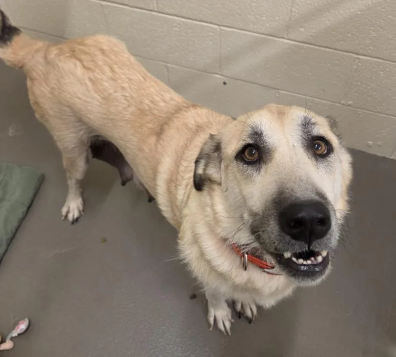 An adult extra large-sized female Anatolian Shepherd dog named Lily for adoption in Hagerstown, MD