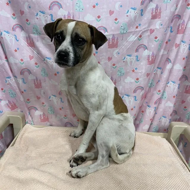 A young small-sized male Fox Terrier dog named Noah for adoption in Modesto, CA