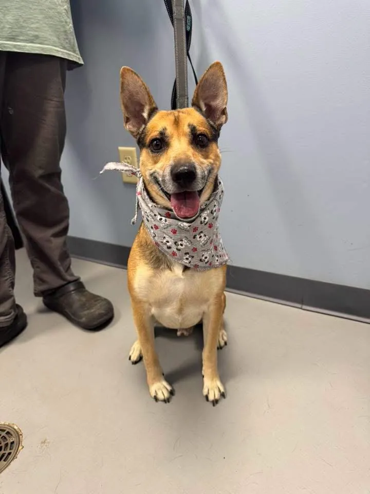 A senior medium-sized male Tricolor (Brown, Black, & White) Terrier dog named Little Bit for adoption in Zanesville, OH