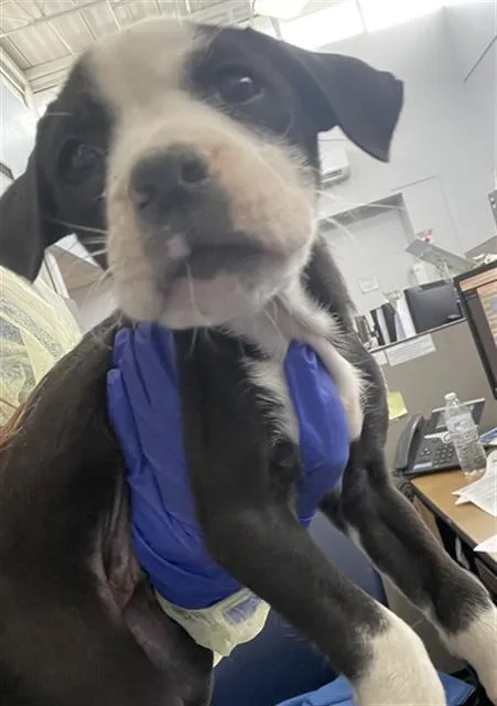 A baby small-sized female Mixed Breed dog named Bacon for adoption in Dallas, TX