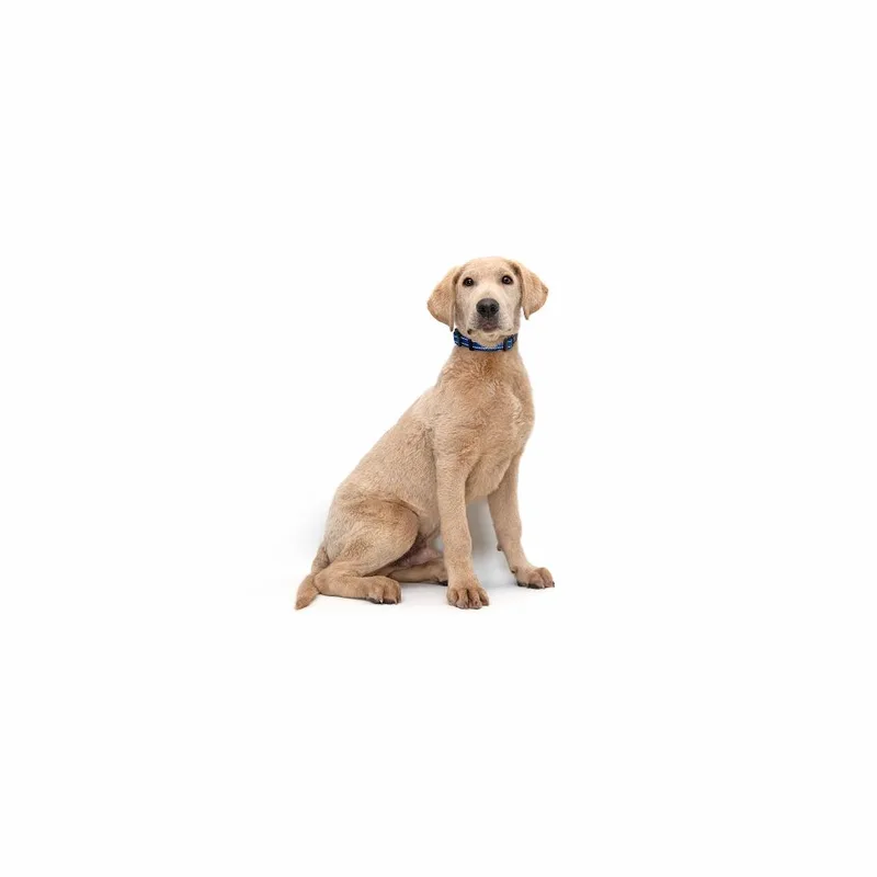 A baby medium-sized male Yellow / Tan / Blond / Fawn Mixed Breed dog named Asiago for adoption in Playa Vista, CA