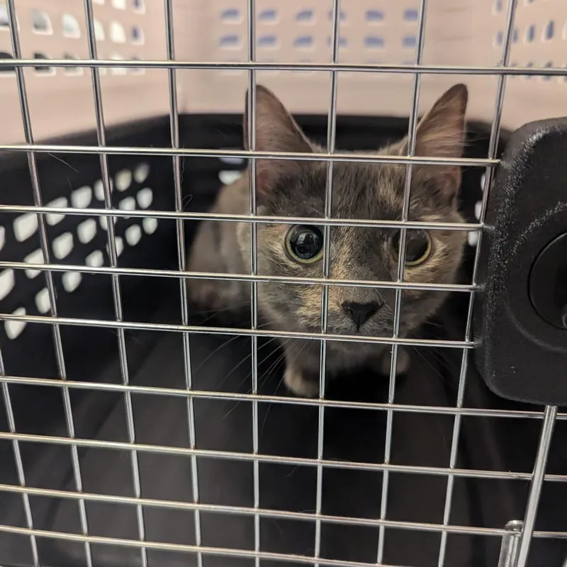 An adult medium-sized female Tortoiseshell Domestic Short Hair cat named Izzy for adoption in Charlottesville, VA