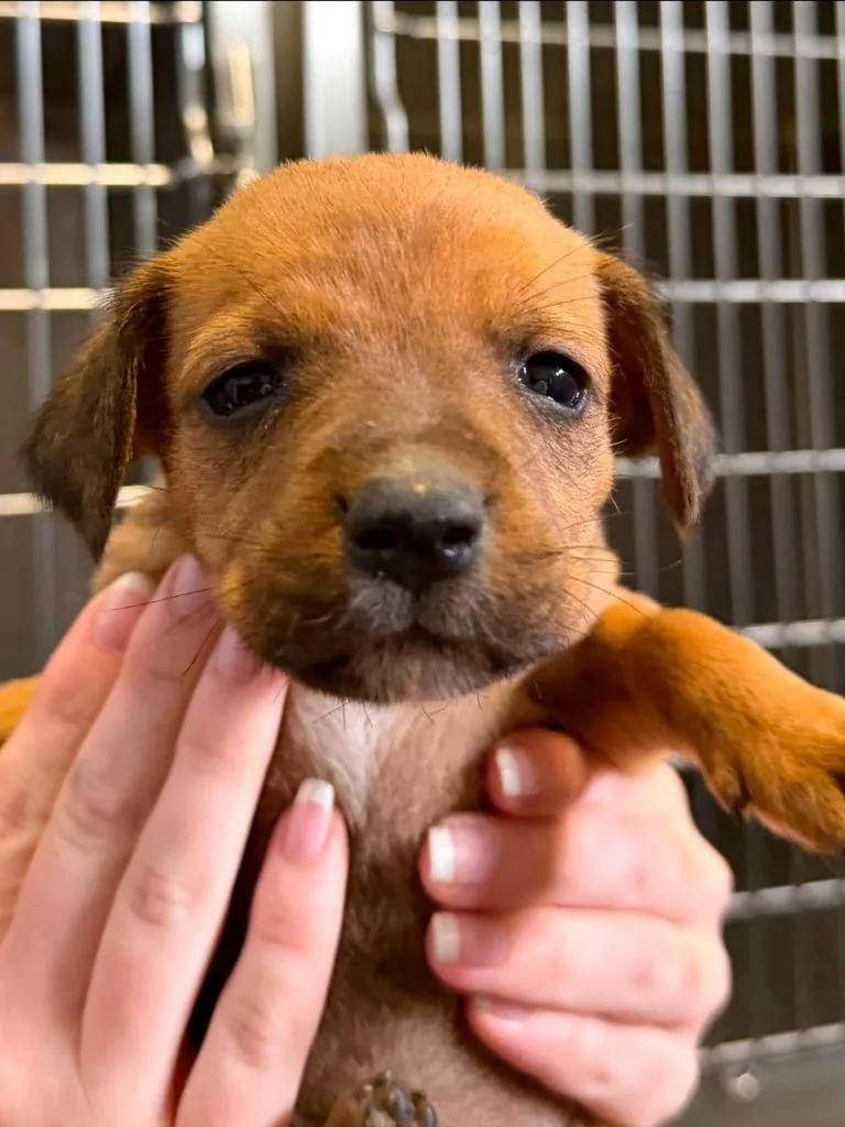 A baby small-sized female Mixed Breed dog named Rumba for adoption in Henderson, NC