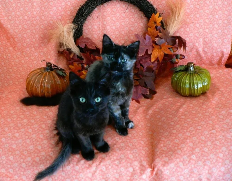 Delilah