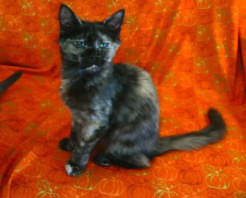 Delilah thumbnail 2