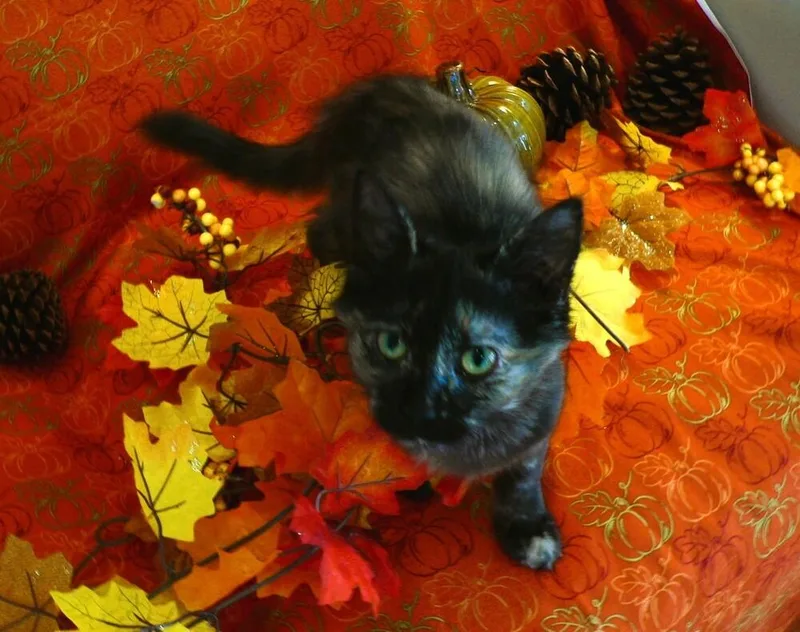 Delilah thumbnail 4