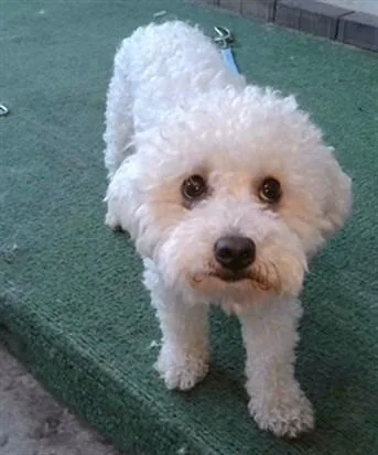 A young medium-sized male Poodle dog named A for adoption in Baldwin Park, CA