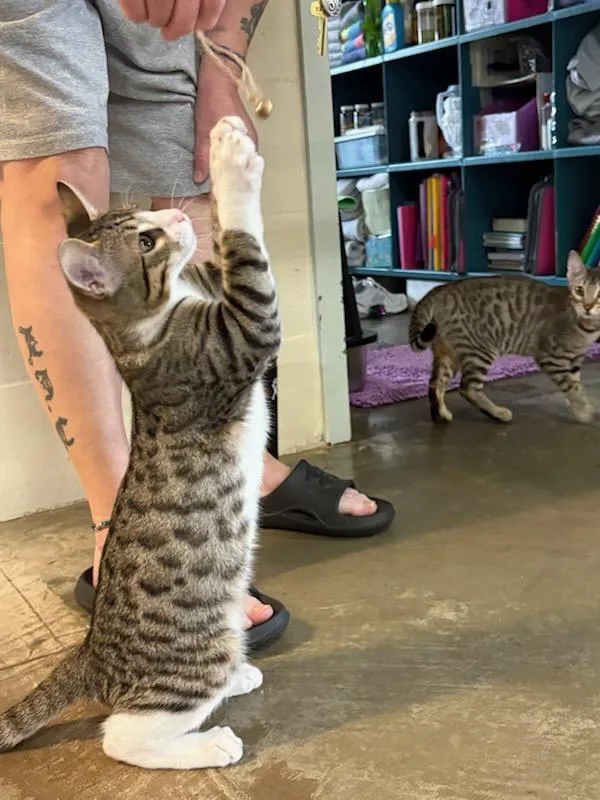 A baby medium-sized male Domestic Short Hair cat named Ronan for adoption in Rochester, WA