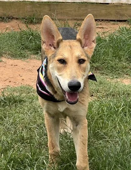 A young medium-sized female German Shepherd Dog dog named Eevee for adoption in Seneca, SC
