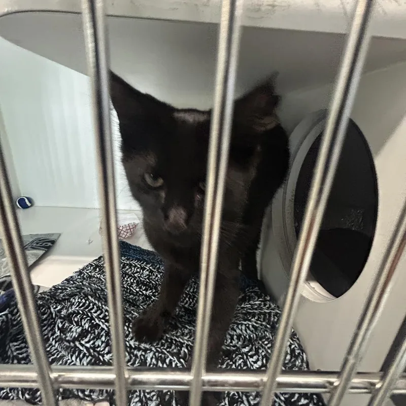 A young medium-sized male Black Domestic Short Hair cat named Rayon for adoption in Dearborn, MI