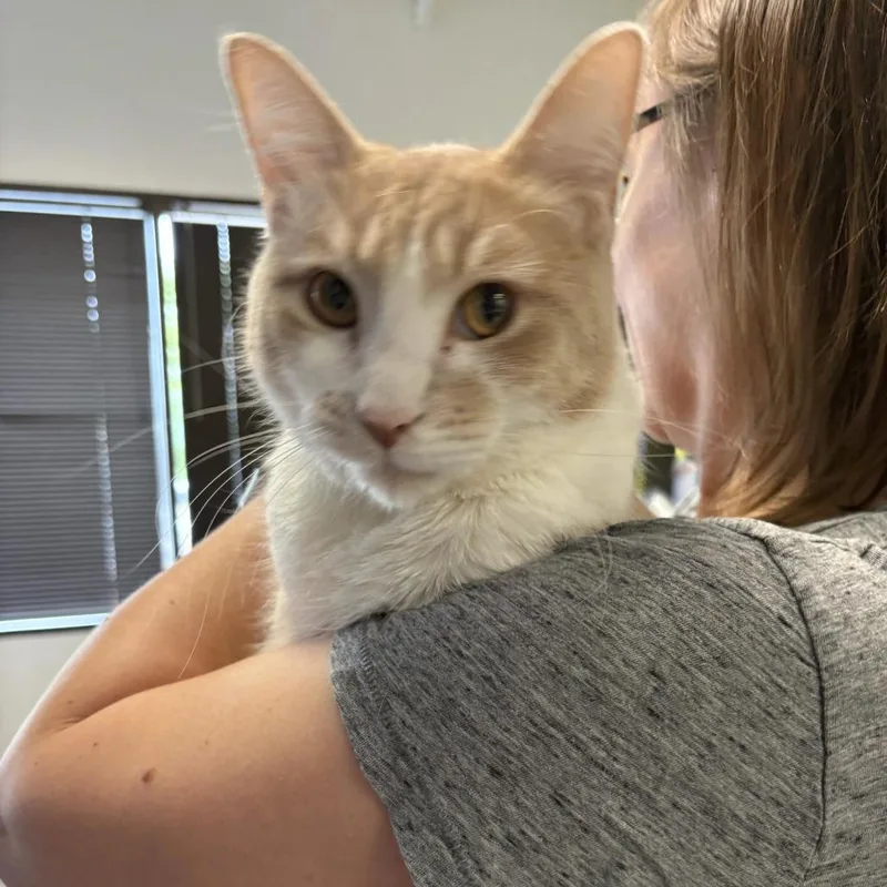 An adult large-sized male Domestic Short Hair cat named Hot Tub Tony for adoption in St. Paul, MN