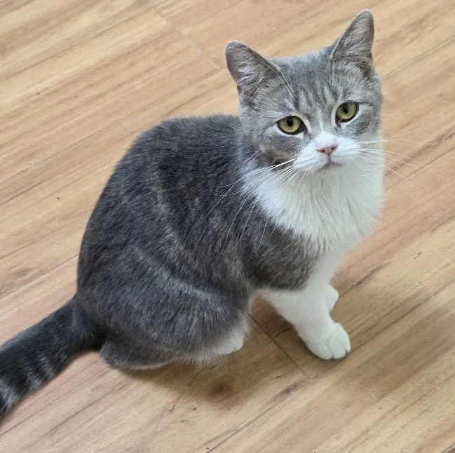 A young small-sized female Gray & White Domestic Short Hair cat named Tofu for adoption in Bentonville, AR