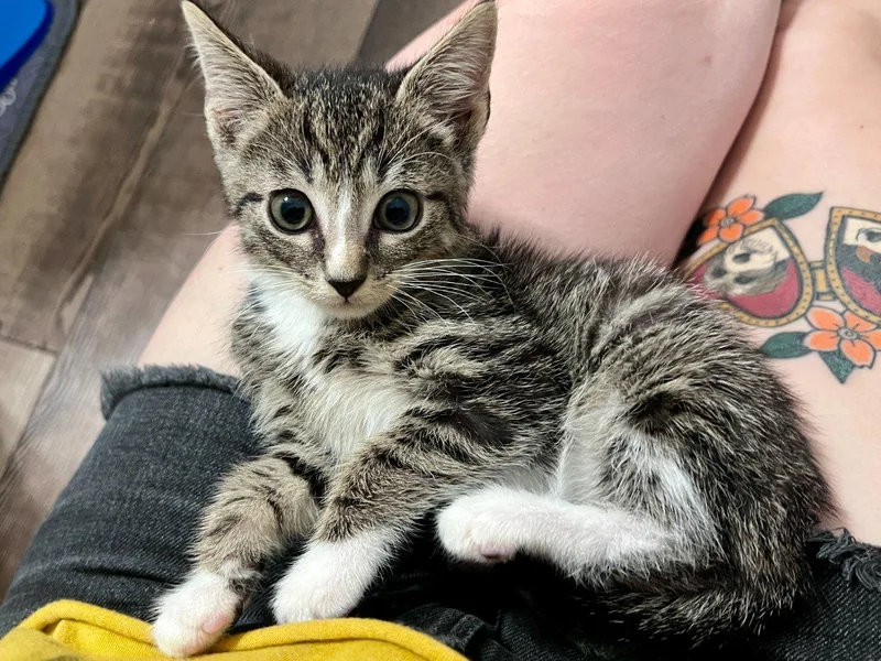 A baby small-sized male Tabby (Brown / Chocolate) Domestic Short Hair cat named Rice for adoption in Raleigh, NC