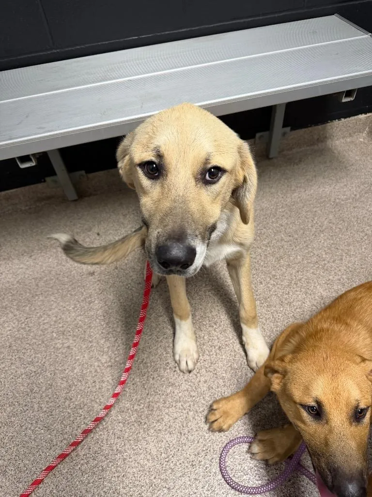 A baby large-sized male Anatolian Shepherd dog named Atlas for adoption in Troy, OH