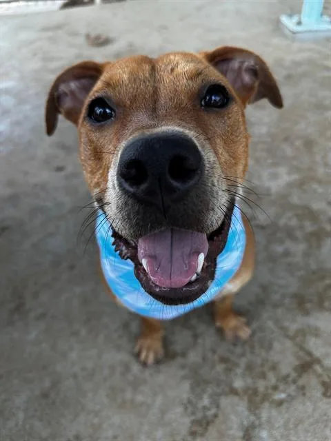 An adult medium-sized female Mixed Breed dog named Zara for adoption in Charlotte, NC