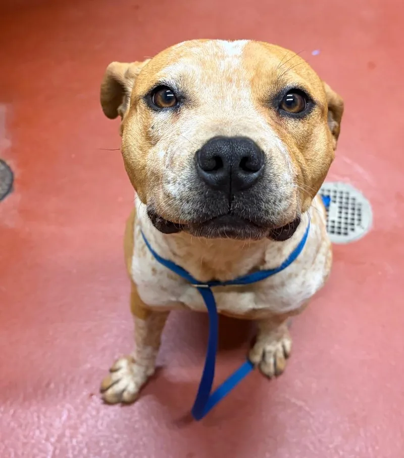 A young medium-sized female Mixed Breed dog named Bella for adoption in Douglasville, GA