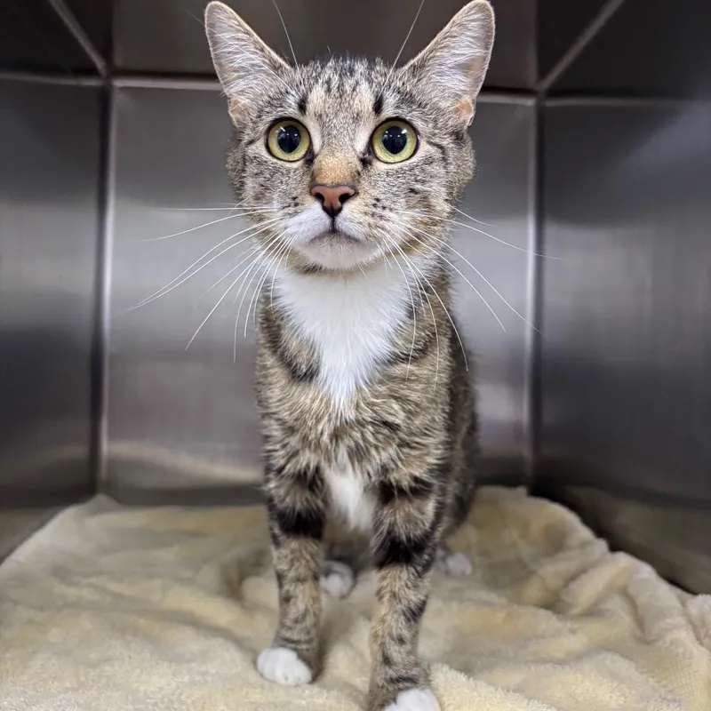 An adult medium-sized male Brown / Chocolate Domestic Short Hair cat named Morel for adoption in Spokane, WA