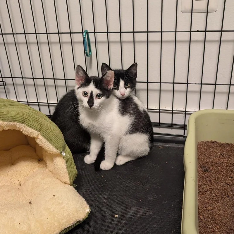 A baby small-sized male Black Domestic Short Hair cat named Popcorn for adoption in Reisterstown, MD