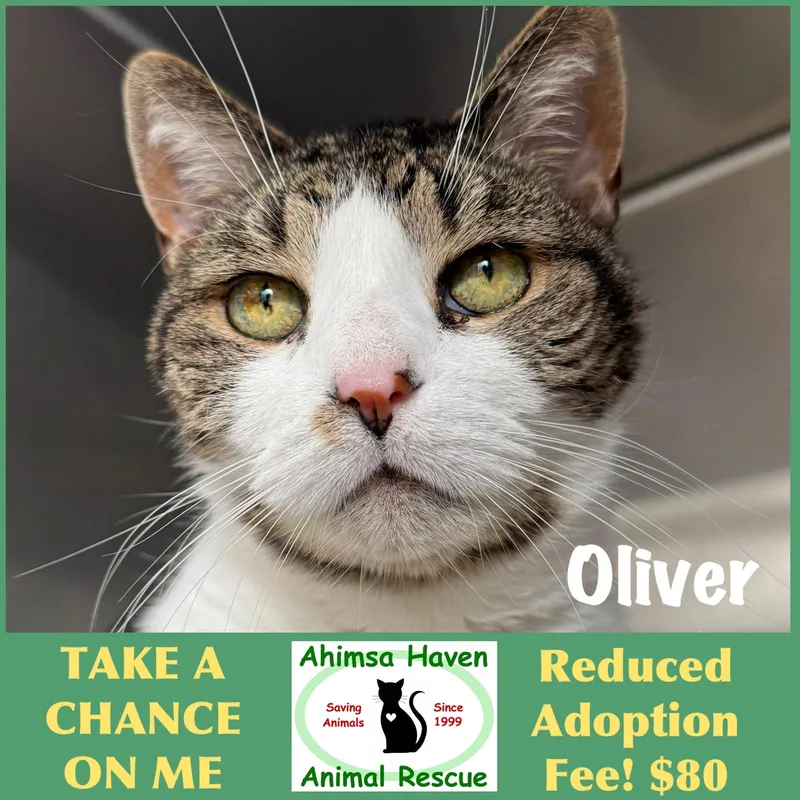 A senior medium-sized male Domestic Short Hair cat named Oliver for adoption in Winchendon, MA