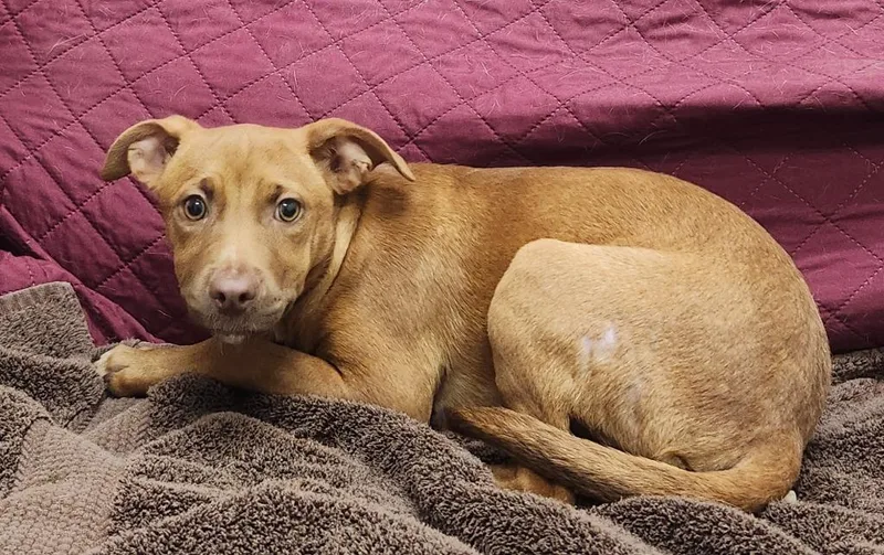 A baby medium-sized female Labrador Retriever dog named Breezy for adoption in Little Rock, AR