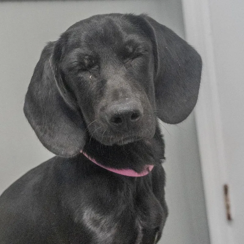 A baby medium-sized female Black Bloodhound dog named Brook for adoption in Pawling, NY