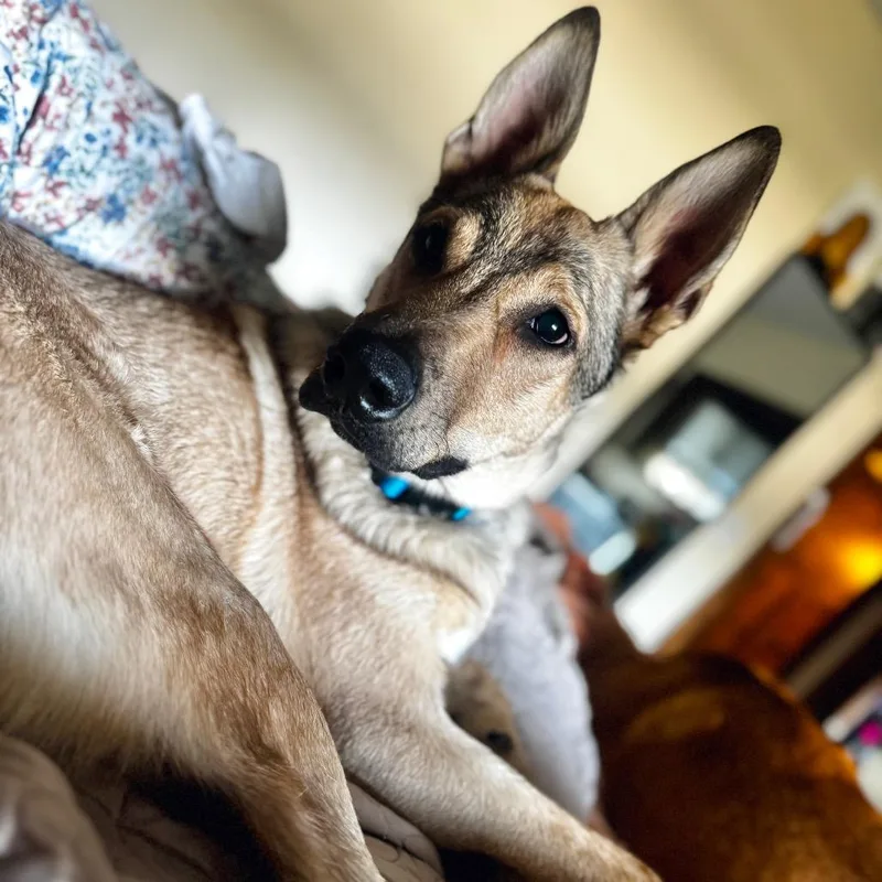 A young medium-sized male Yellow / Tan / Blond / Fawn Mixed Breed dog named Bumper for adoption in Buffalo, MN