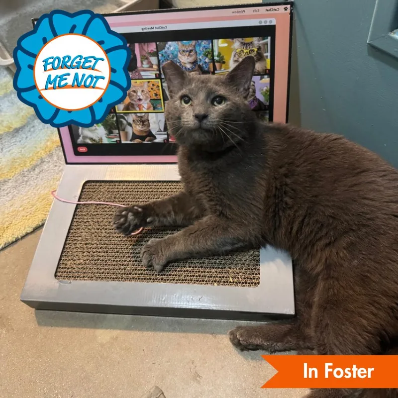 An adult large-sized male Gray / Blue / Silver Domestic Short Hair cat named Sammy for adoption in Baltimore, MD