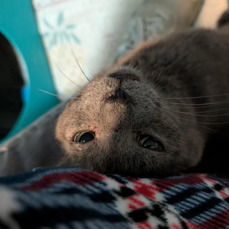 Sammy thumbnail 2
