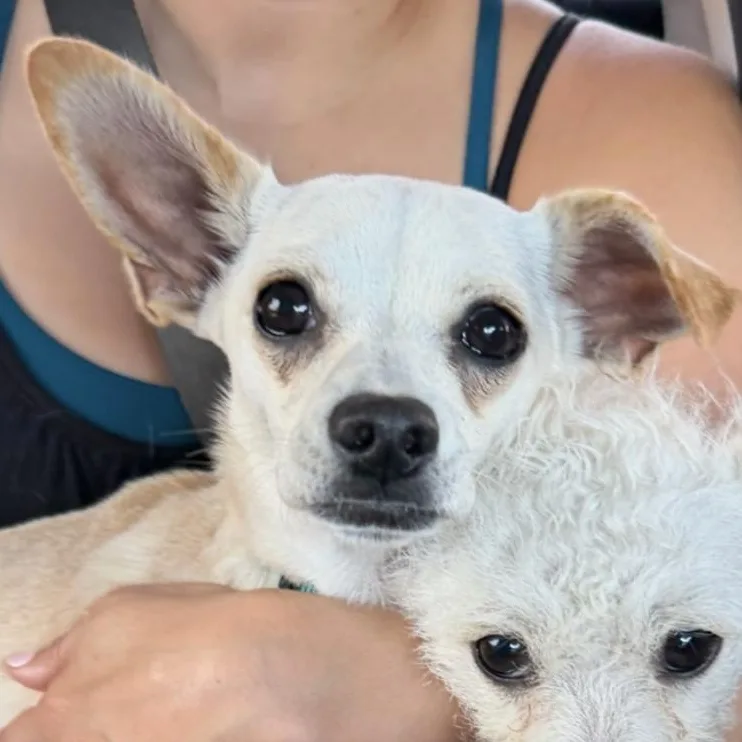 A young small-sized male Yellow / Tan / Blond / Fawn Poodle (Toy) dog named Carmela for adoption in Emeryville, CA