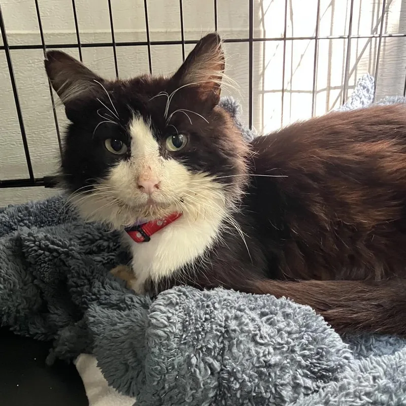 An adult small-sized male Black Domestic Medium Hair cat named Cooper for adoption in Westport, CT