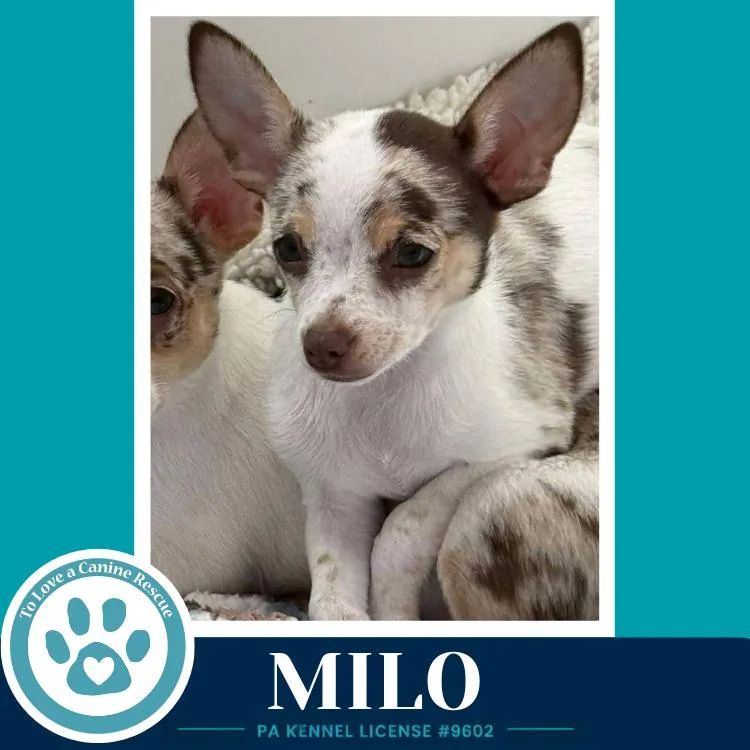 A young small-sized male Chihuahua dog named Milo for adoption in Kimberton, PA
