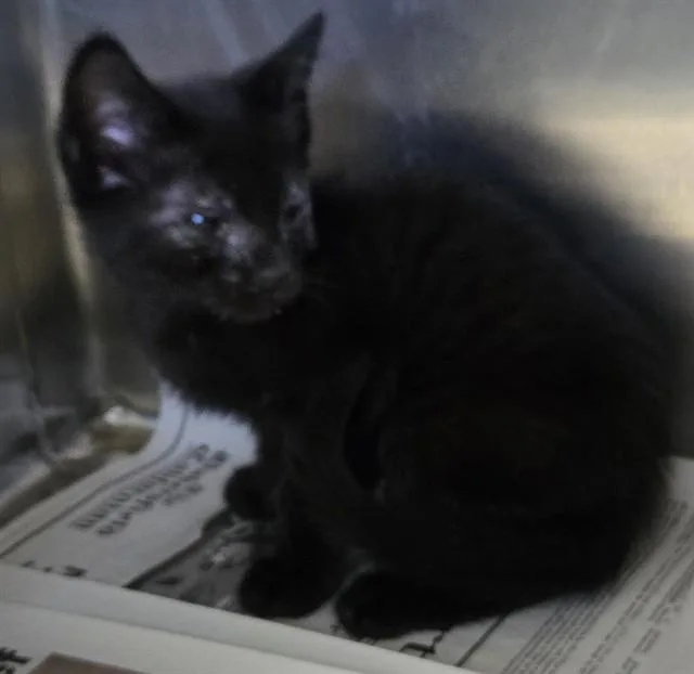 A baby medium-sized female Domestic Short Hair cat named Clawdia for adoption in Lancaster, CA