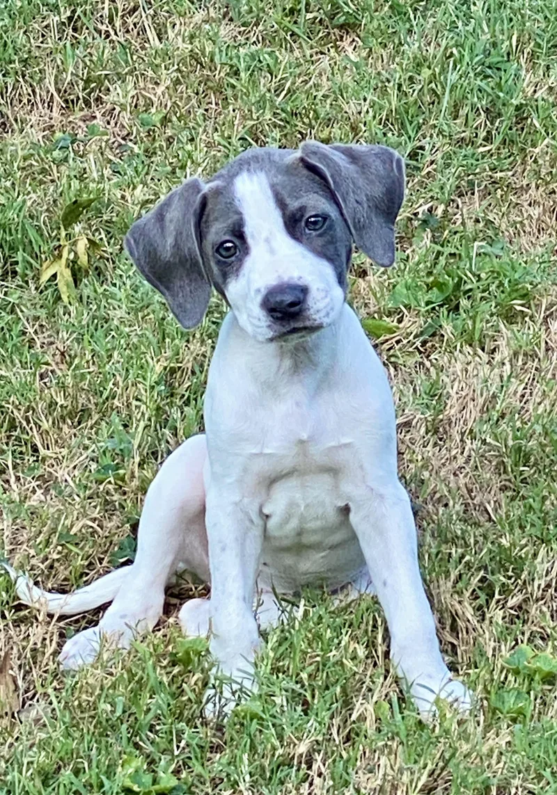 A baby medium-sized female White / Cream English Pointer dog named Daisy for adoption in Glasgow, KY