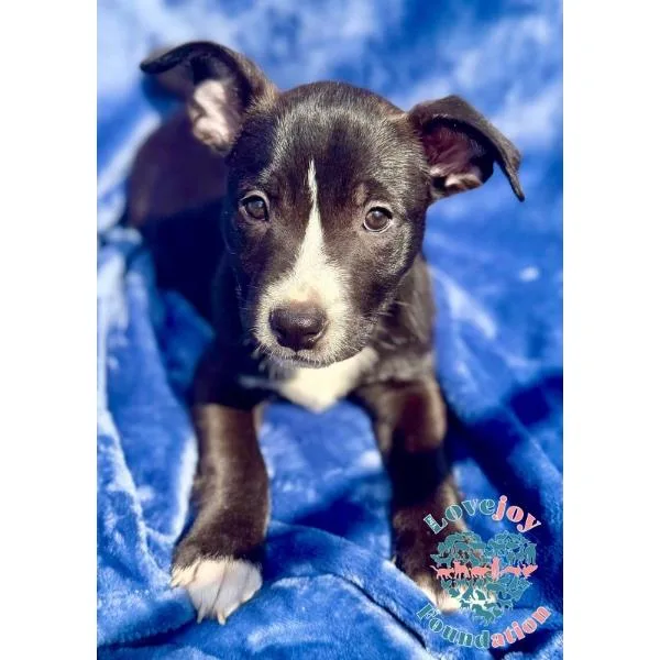 A baby medium-sized male Black Border Collie dog named Liberty Litter Coh for adoption in Inglewood, CA